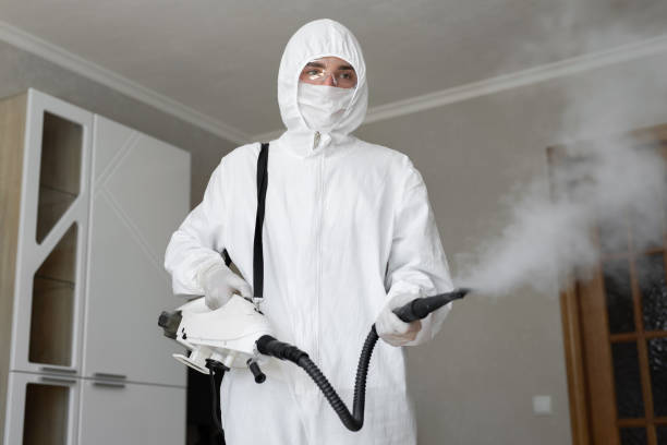 Best Attic Mold Removal  in Spring Arbor, MI